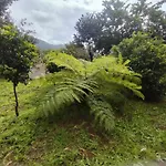 Jungle