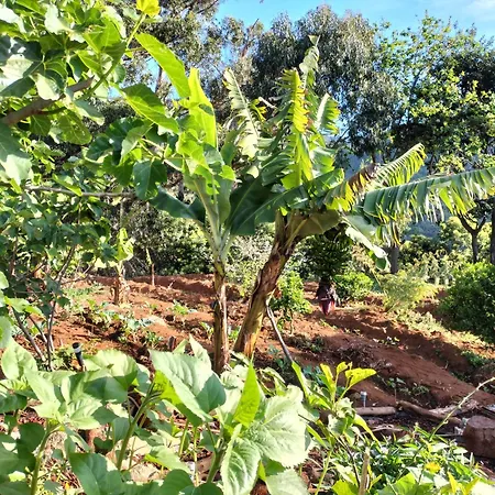 Jungle Machico (Madeira)
