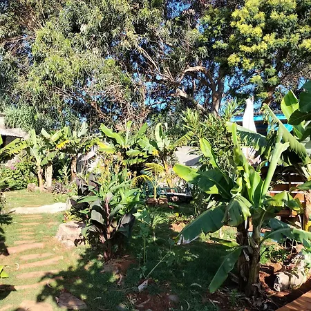 Jungle דירה