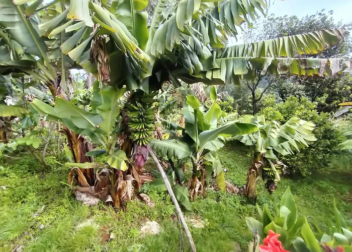 Jungle * Машику